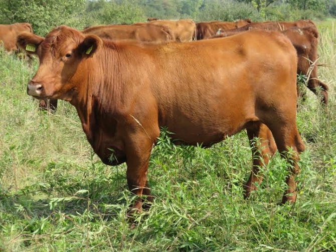 Kiváló minőségű magyar marhahús a Terra Pannóniától