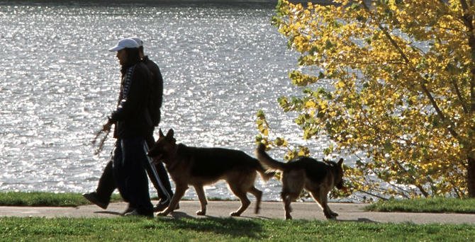 Utazz kutyával – a Balaton régióban is