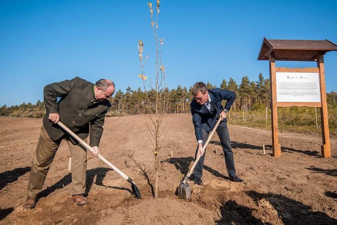 Egymillió facsemete ültetése a pilisi erdők megújítására