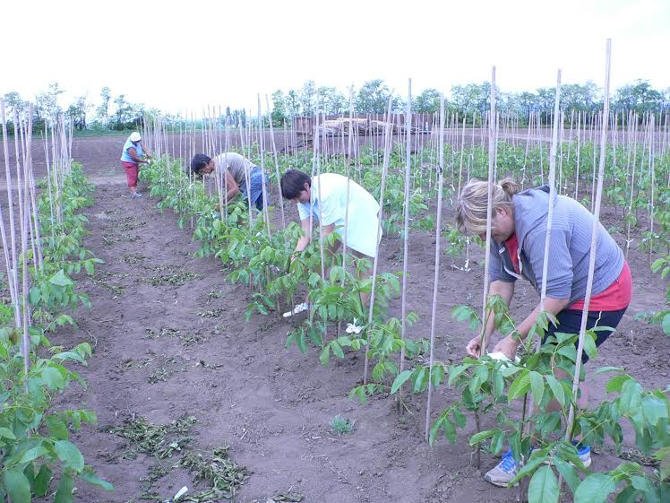 A külföldiek elkapkodják a magyar diót