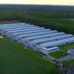 Itthon van a legjobb dolguk a McDonald’s csirkéinek Itthon van a legjobb dolguk a McDonald’s csirkéinek