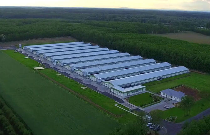 Itthon van a legjobb dolguk a McDonald’s csirkéinek