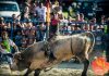 Élő Bika Rodeóval csábít a XXX. Göcseji Aratónapok