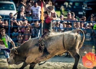 Élő Bika Rodeóval csábít a XXX. Göcseji Aratónapok