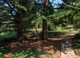 Himalájai cédrus, Folly arborétum