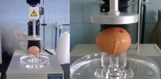 Tojásból lesz a csoda