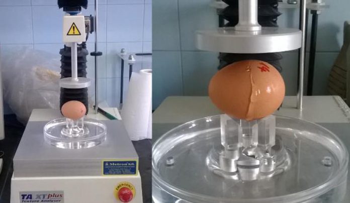 Tojásból lesz a csoda