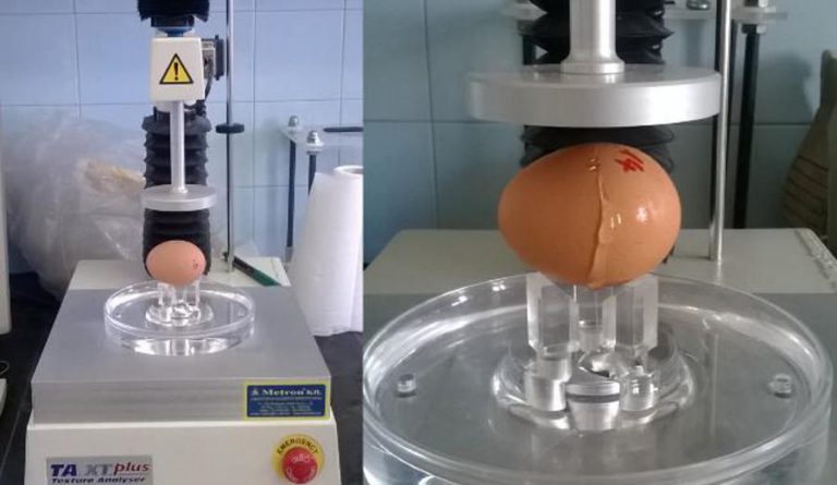 Tojásból lesz a csoda