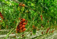 Veresi paradicsom, Veresegyház