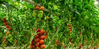 Veresi paradicsom, Veresegyház