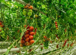 Veresi paradicsom, Veresegyház