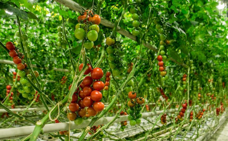 Veresi paradicsom, Veresegyház