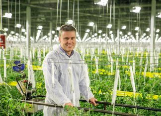 veresi paradicsom - gasztronómia