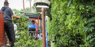 Komlószüret Kastélyosdombón