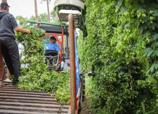 Komlószüret Kastélyosdombón