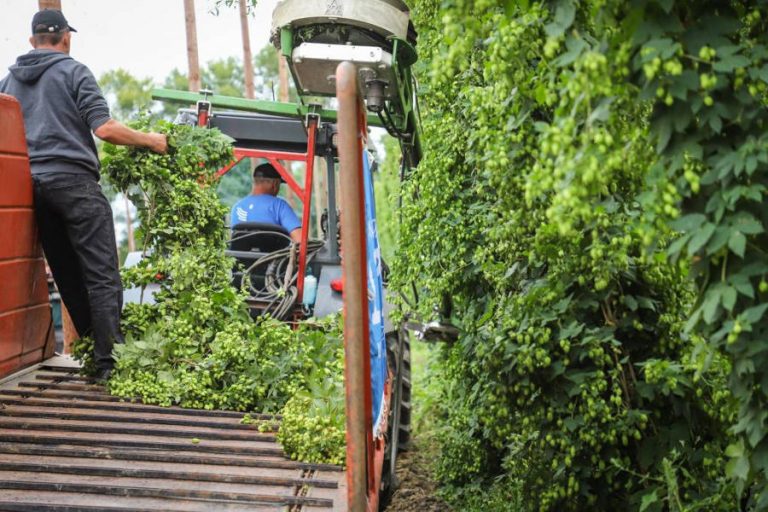 Komlószüret Kastélyosdombón