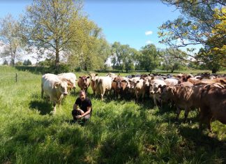 Aberdeen Angus vs. Murrey Grey marha