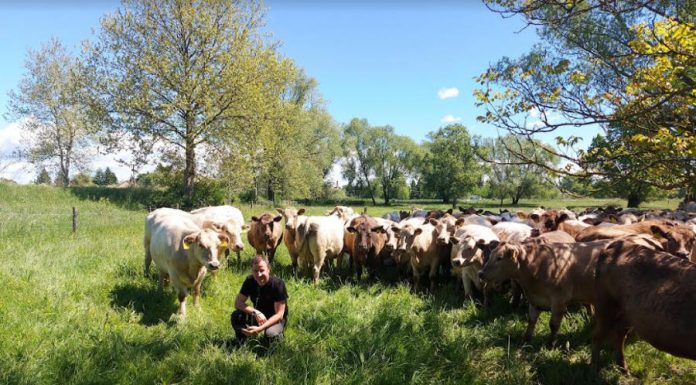 Marhajó párbaj – Aberdeen Angus vs. Murrey Grey Aberdeen Angus vs. Murrey Grey marha