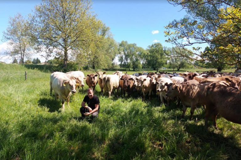 Aberdeen Angus vs. Murrey Grey marha