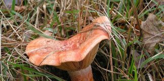 ízletes rizike az év gombája