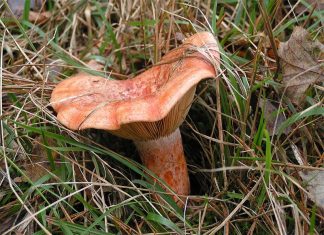 ízletes rizike az év gombája
