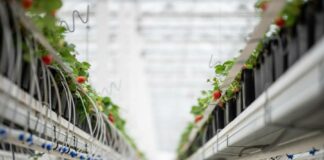 Innovációval a válság ellen: Bemutatkozik a Veresi Szamóca