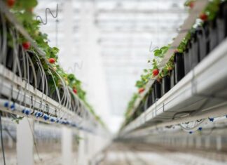 Innovációval a válság ellen: Bemutatkozik a Veresi Szamóca