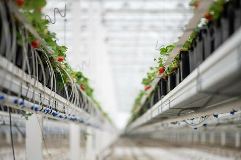 Innovációval a válság ellen: Bemutatkozik a Veresi Szamóca