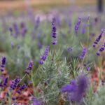 Levendulát kaptak az újpestiek Újpesti Levendulamező