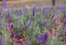 Újpesti Levendulamező