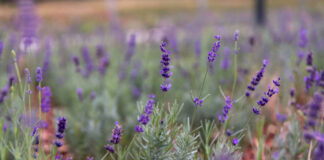 Újpesti Levendulamező