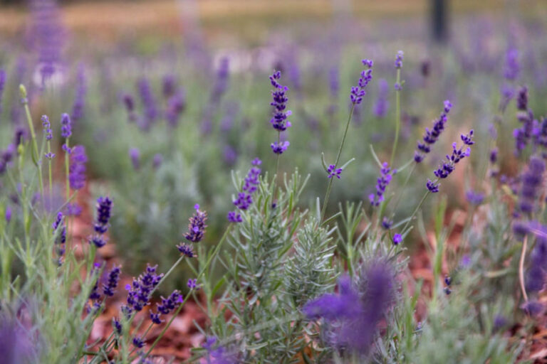Újpesti Levendulamező