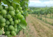 szóló, borászat - gasztronómia