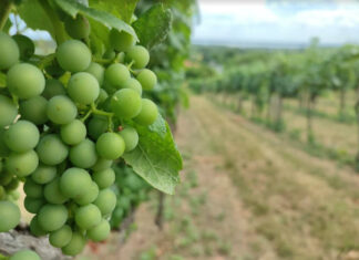 szóló, borászat - gasztronómia