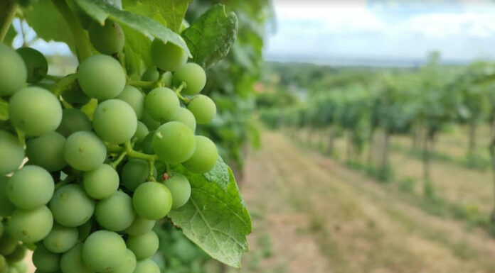 szóló, borászat - gasztronómia