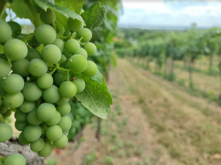 szóló, borászat - gasztronómia