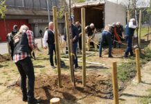 120 fát ültetnek a Harley-sok Budapesten