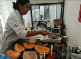 sárgadinnyéket tanulmányoztak a MATE-n