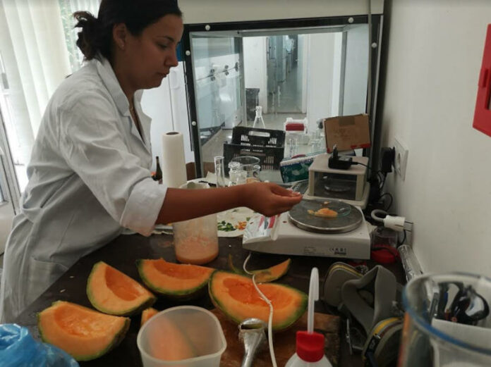 sárgadinnyéket tanulmányoztak a MATE-n