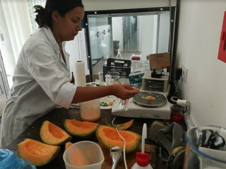 sárgadinnyéket tanulmányoztak a MATE-n