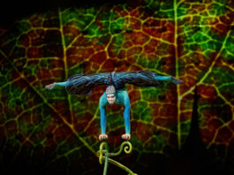 Cirque du Soleil OVO - kultúra