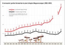 termesztett gomba felvásárlási és piaci átlagára Magyarországon