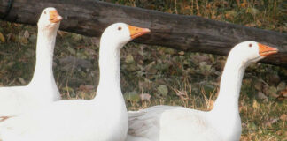 Libahús, libamáj, Márton nap