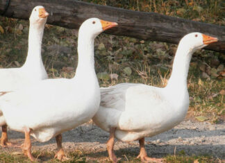 Libahús, libamáj, Márton nap