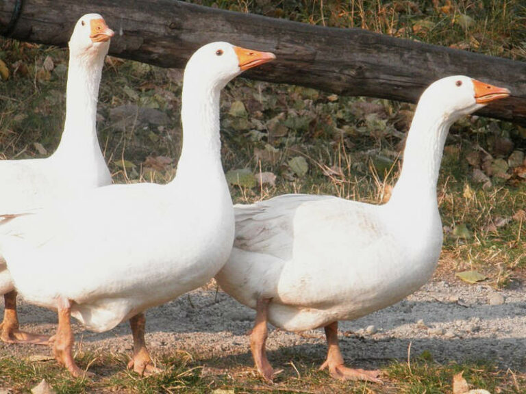 Libahús, libamáj, Márton nap