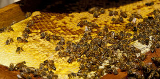 méz termelés, méhek - gasztronómia