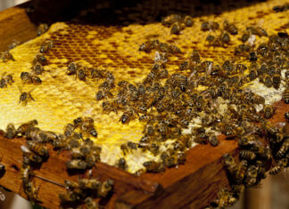 méz termelés, méhek - gasztronómia