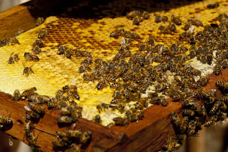 méz termelés, méhek - gasztronómia