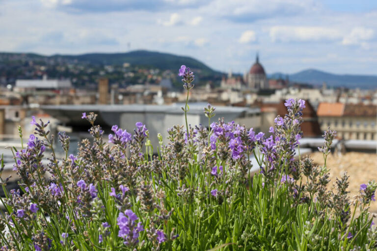 Hotel Kempinski szálloda rooftop office - szálloda, fenntarthatóság