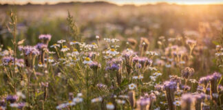 Mentsvár a beporzó rovaroknak a vadvirágos táblaszegélyek telepítése vadvirágos mező - gszt